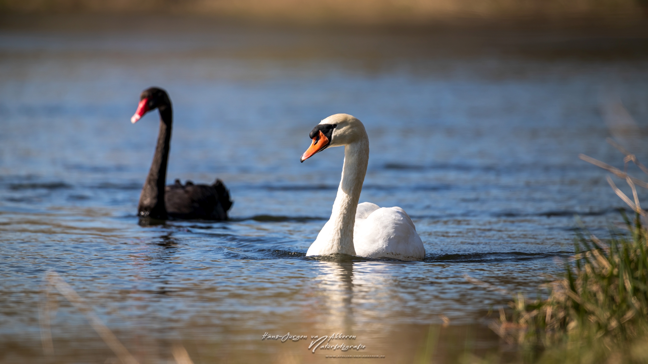 Trauerschwan und Höckerschwan